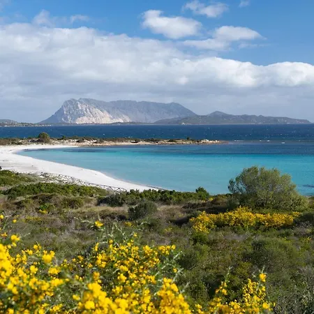 Ginepro San Teodoro (Sardinia)