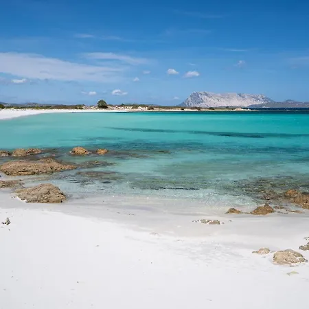 Ginepro San Teodoro (Sardinia)